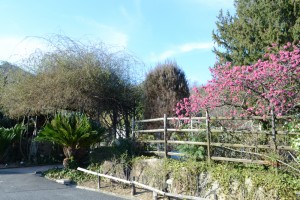 20160316　ヒカンザクラ　緋寒桜が満開です (3)